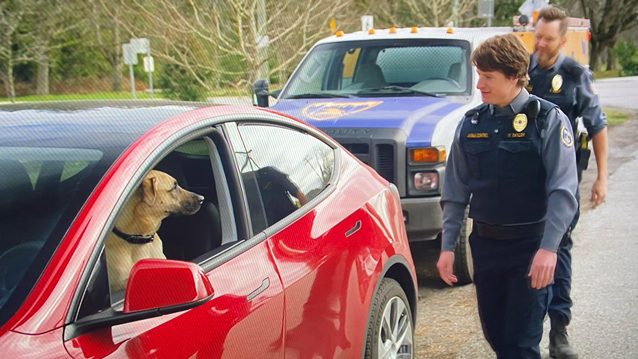 tesla dog